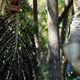 A branch of açai berries is harvested in the Brazilian Amazon.